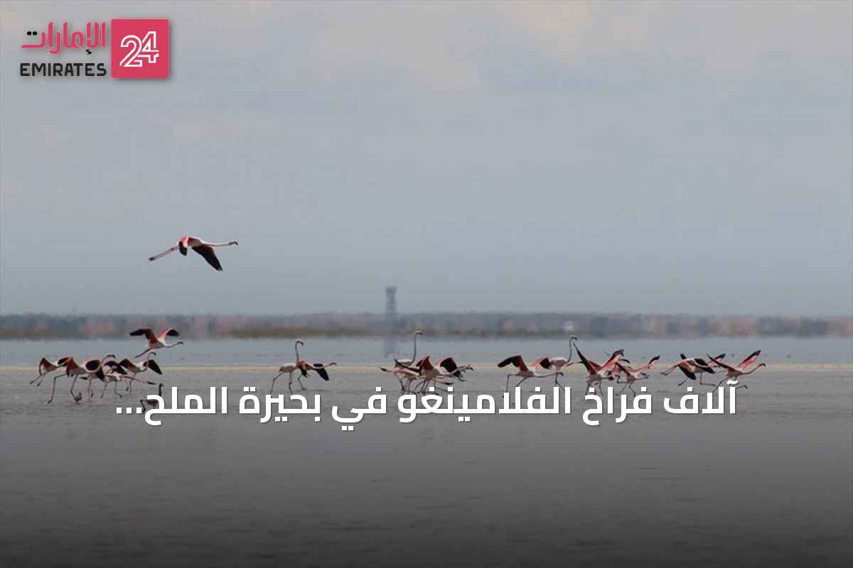 آلاف فراخ الفلامينغو في بحيرة الملح التركية تحت نظام حضانة جماعي نادر