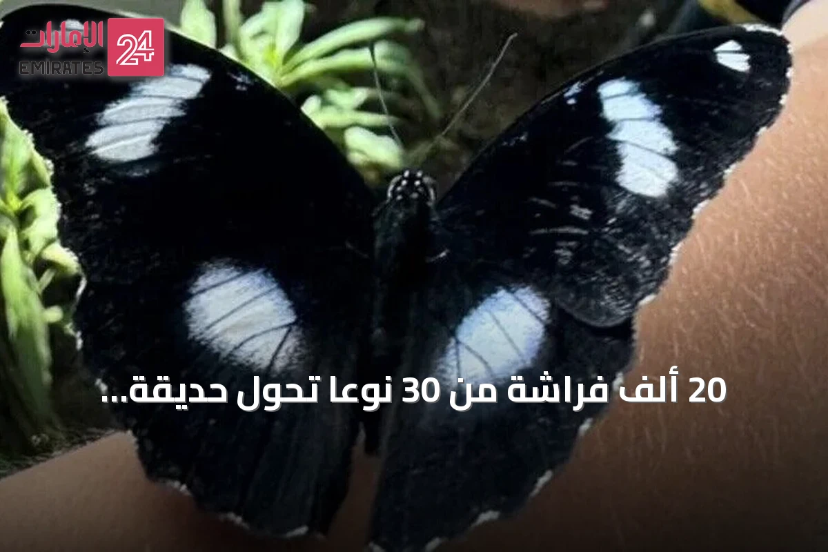 20 ألف فراشة من 30 نوعاً تحوّل حديقة أنطاليا إلى وجهة استوائية ساحرة