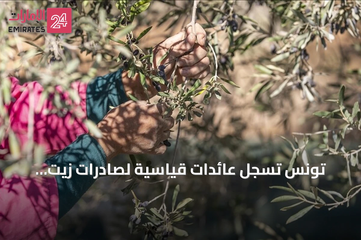 تونس تسجل عائدات قياسية لصادرات زيت الزيتون بقيمة 1.57 مليار دولار خلال تسعة أشهر