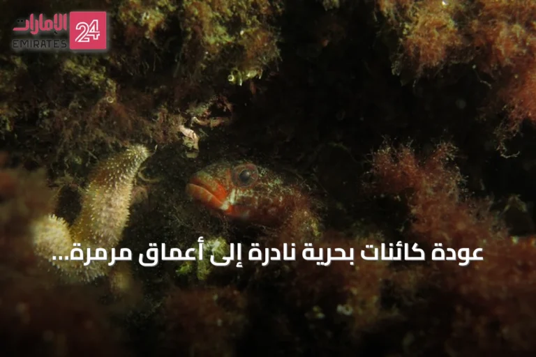 عودة كائنات بحرية نادرة إلى أعماق مرمرة قرب جزر الأمراء