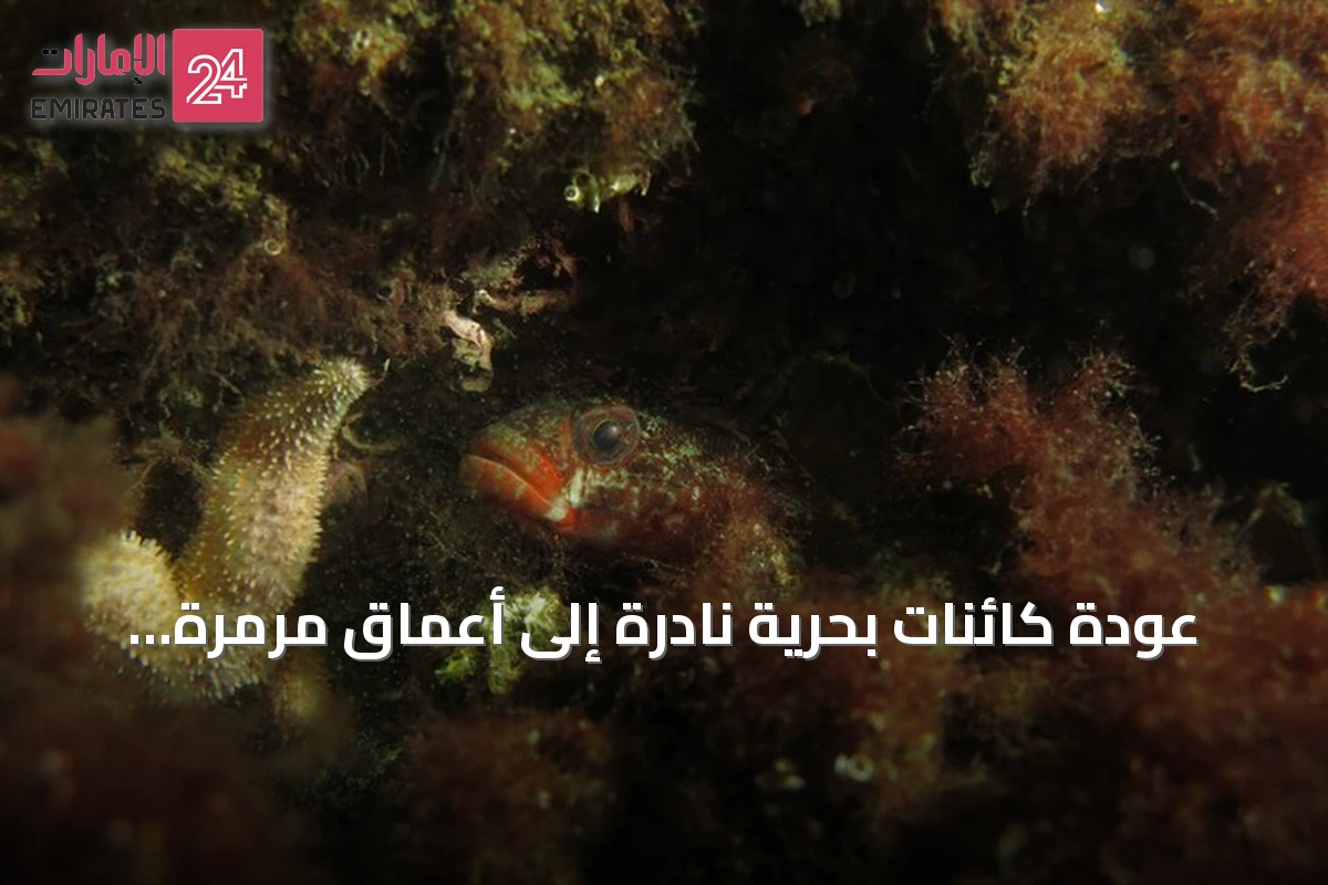 عودة كائنات بحرية نادرة إلى أعماق مرمرة قرب جزر الأمراء