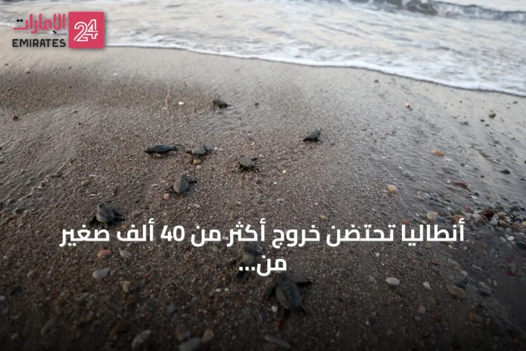أنطاليا تحتضن خروج أكثر من 40 ألف صغير من سلاحف كاريتا كاريتا إلى البحر