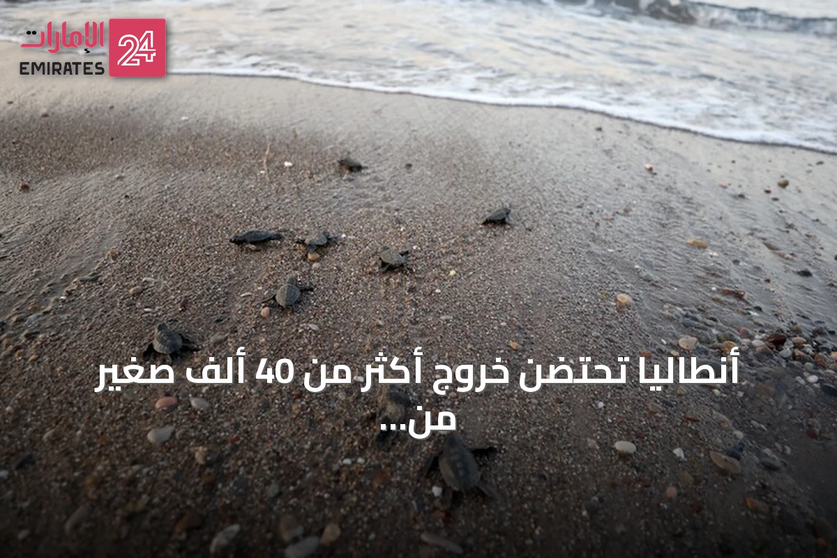 أنطاليا تحتضن خروج أكثر من 40 ألف صغير من سلاحف كاريتا كاريتا إلى البحر