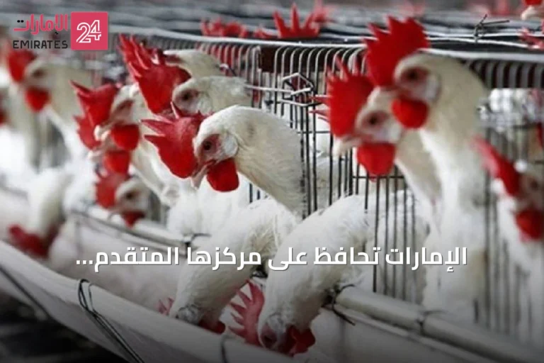 الإمارات تحافظ على مركزها المتقدم كمستوردة ثانية للدواجن البرازيلية