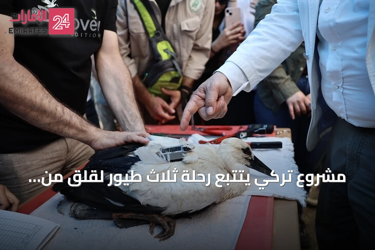 مشروع تركي يتتبع رحلة ثلاث طيور لقلق من سينوب إلى سوريا ومصر