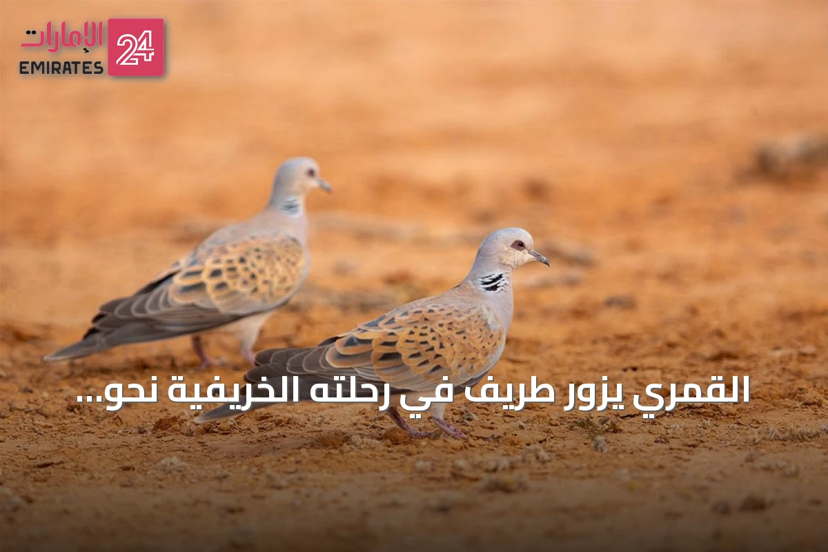 القمري يزور طريف في رحلته الخريفية نحو الدفء