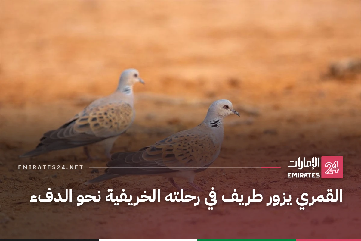 القمري يزور طريف في رحلته الخريفية نحو الدفء
