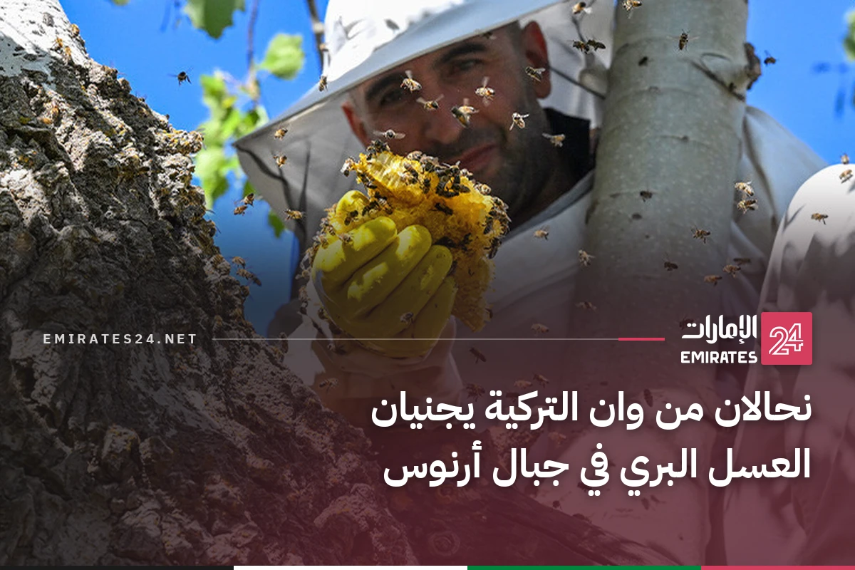 نحالان من وان التركية يجنيان العسل البري في جبال أرنوس